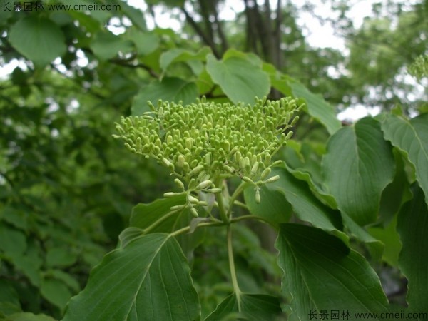 燈臺(tái)樹種子發(fā)芽出苗圖片