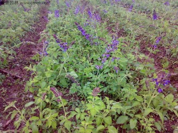 丹參種子發(fā)芽出苗開(kāi)花圖片