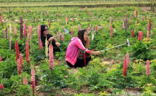 羽扇豆種子發(fā)芽出苗開(kāi)花圖片