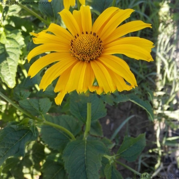 日光菊種子發(fā)芽出苗開花圖片