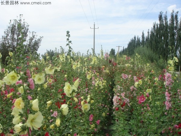 錦葵種子發(fā)芽出苗開花圖片