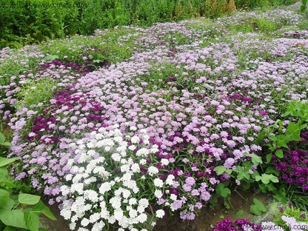 蜂室花種子發(fā)芽出苗開(kāi)花圖片