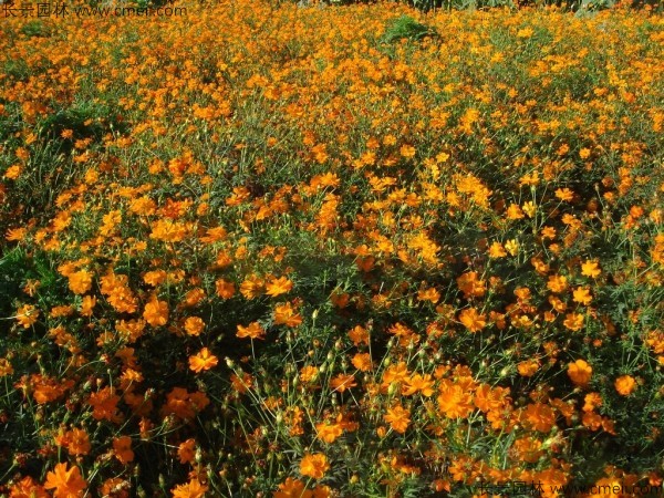 硫化菊種子發(fā)芽出苗開(kāi)花圖片