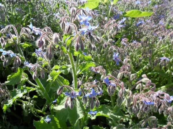 琉璃苣種子發(fā)芽出苗開(kāi)花圖片