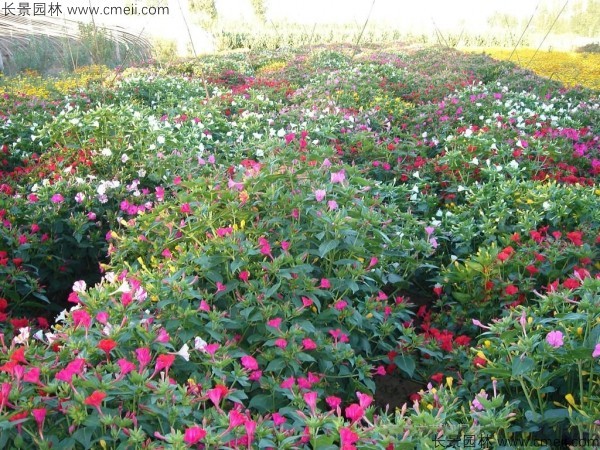 紫茉莉種子發(fā)芽出苗開(kāi)花圖片