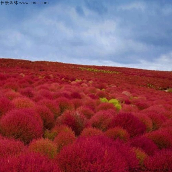 紅葉地膚種子發(fā)芽出苗圖片