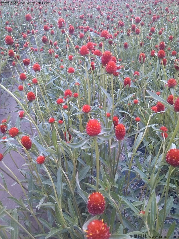 千日紅種子發(fā)芽出苗開(kāi)花圖片