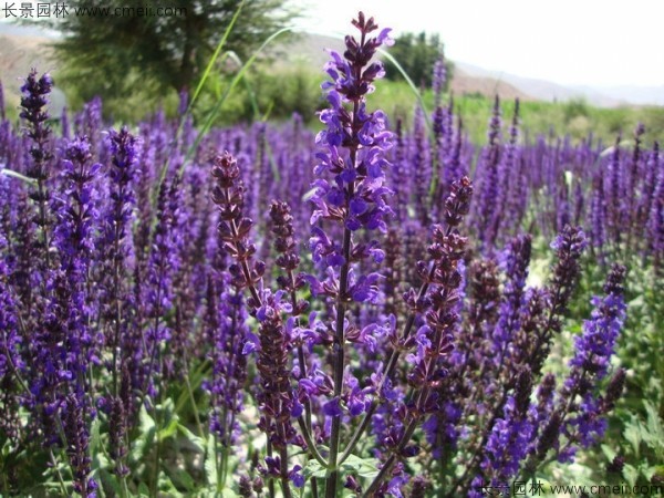 藍(lán)花鼠尾草種子發(fā)芽出苗開(kāi)花圖片