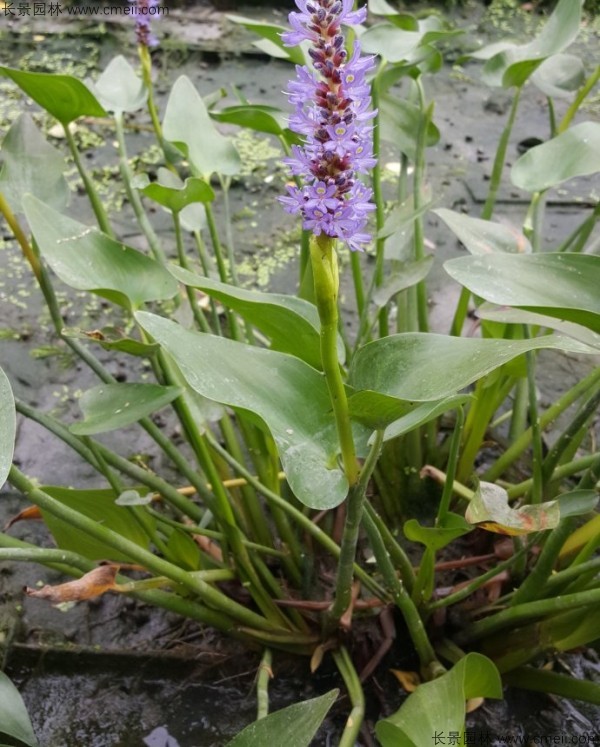 梭魚草種子發(fā)芽出苗開花圖片