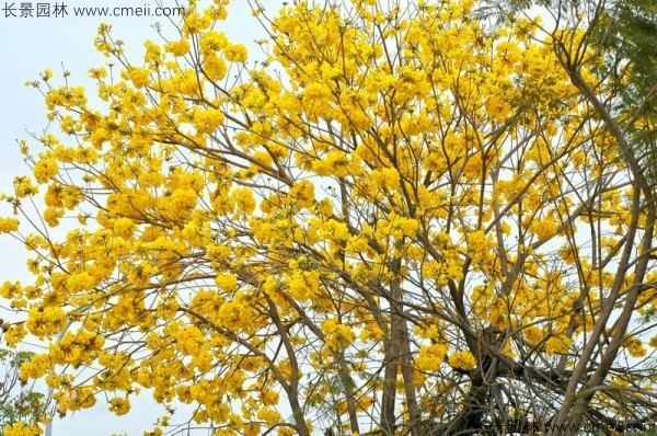 黃花風(fēng)鈴木種子發(fā)芽出苗圖片