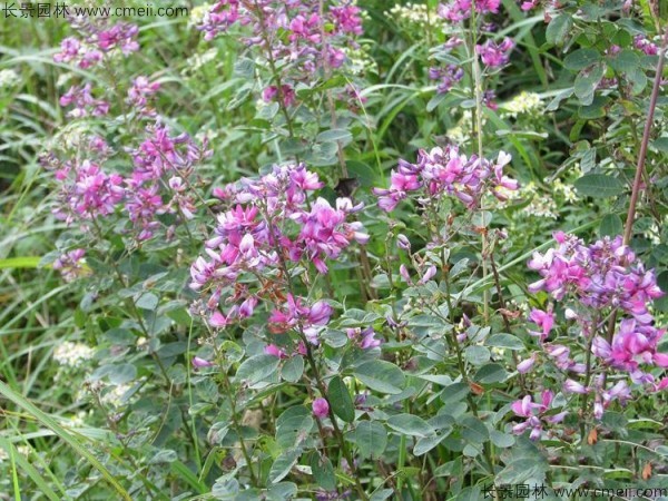 胡枝子種子發(fā)芽出苗開(kāi)花圖片