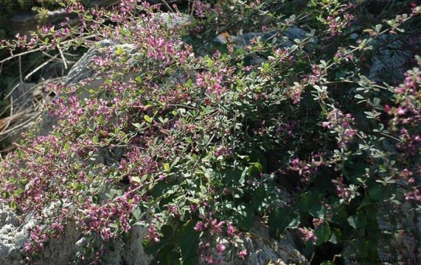 胡枝子種子發(fā)芽出苗開(kāi)花圖片