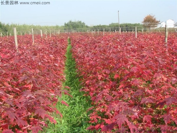 美國紅楓種子發(fā)芽出苗圖片