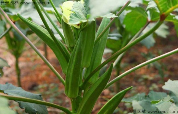 補(bǔ)腎菜種子發(fā)芽出苗圖片