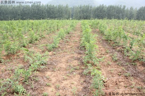 小葉樸樹(shù)種子發(fā)芽出苗圖片