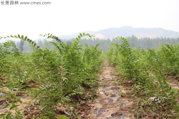 小葉樸樹(shù)種子發(fā)芽出苗圖片