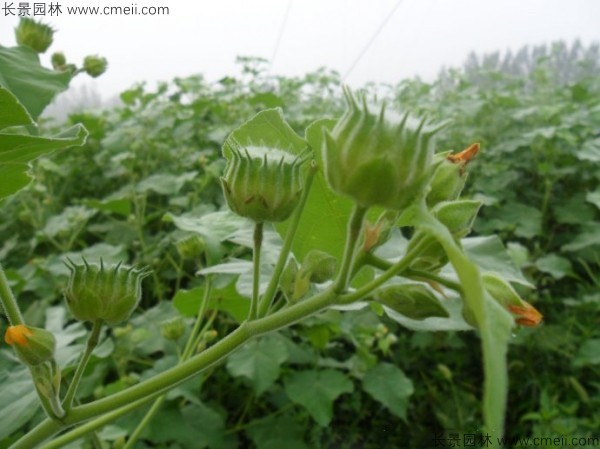 青麻種子發(fā)芽出苗開(kāi)花圖片