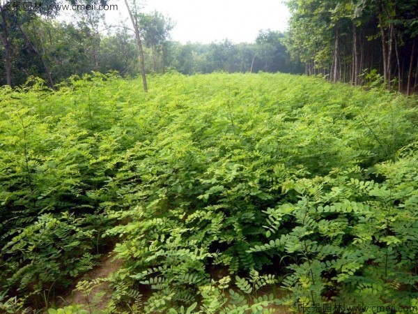 香花槐種子發(fā)芽出苗圖片