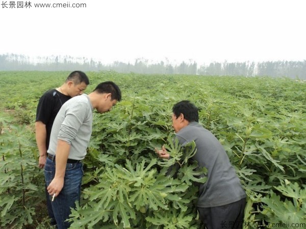 無(wú)花果種子發(fā)芽出苗圖片