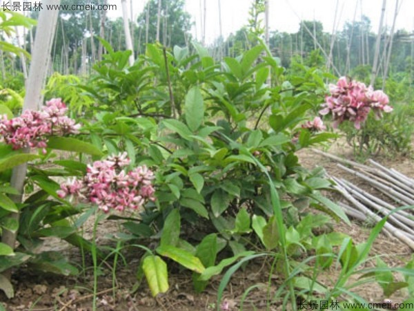 雞血藤種子發(fā)芽出苗開(kāi)花圖片