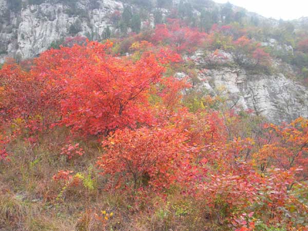 紅櫨種子發(fā)芽出苗圖片