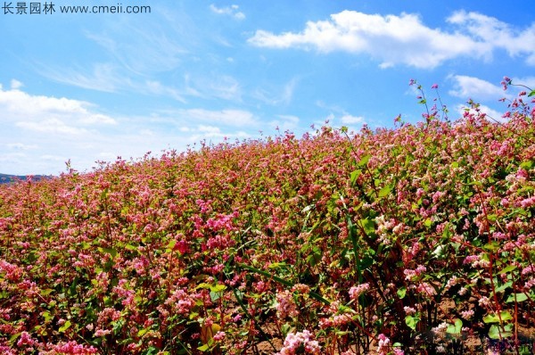 黑苦蕎種子發(fā)芽出苗開(kāi)花圖片