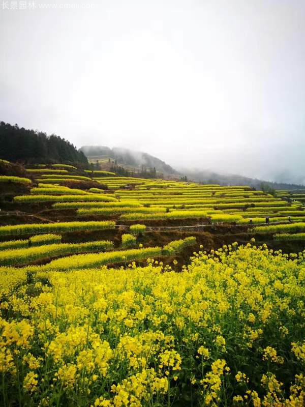 黃色花海油菜花田景觀(guān)鄉(xiāng)村旅游