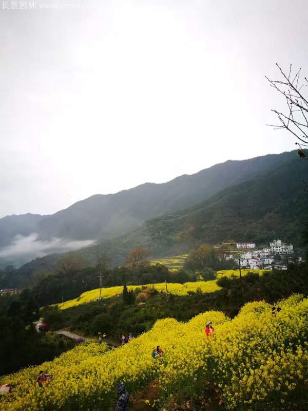 黃色花海油菜花田景觀(guān)鄉(xiāng)村旅游