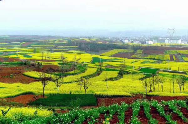 黃色花海油菜花田景觀(guān)鄉(xiāng)村旅游