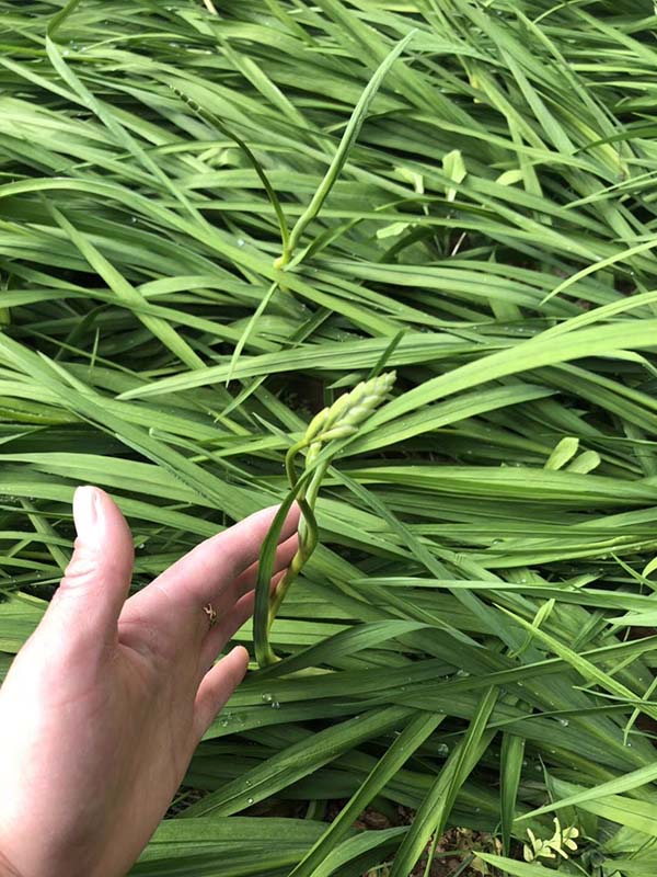 花卉植物香雪蘭種苗