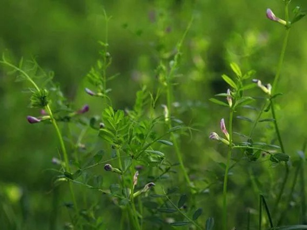 箭筈豌豆