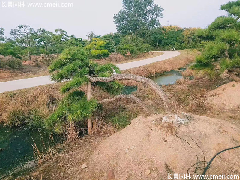 景觀樹造型黑松大型地景