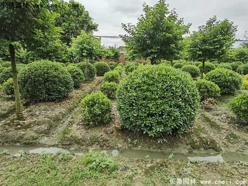 海桐球苗圃批發(fā)種植基地長(zhǎng)景園林