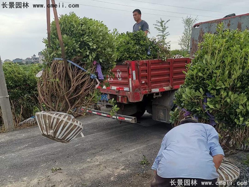 海桐球苗圃批發(fā)種植基地長(zhǎng)景園林