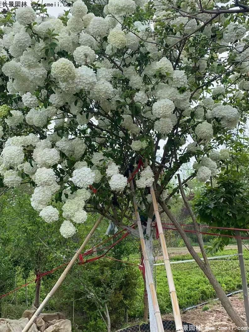 中華木繡球基地實(shí)拍圖片