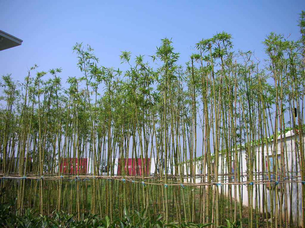 剛竹 剛竹