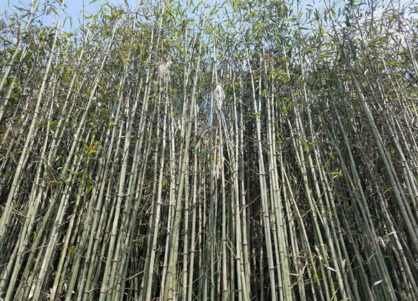 剛竹 剛竹