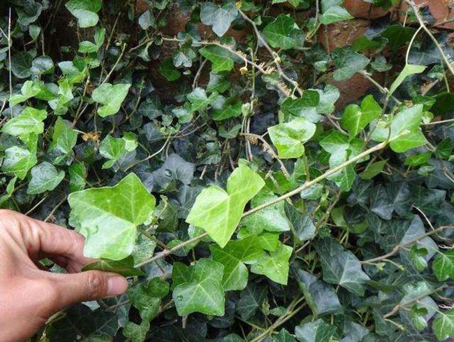 常春藤常青藤苗木藤本植物