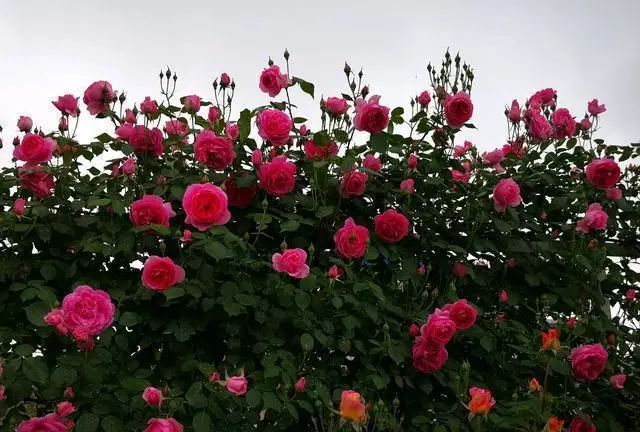 1674483045251710.jpg 微信圖片_20221126211553.jpg