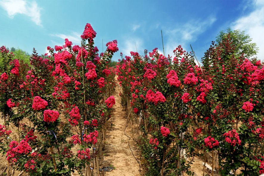 1674484040694179.jpg 國旗紅紫薇5.jpg