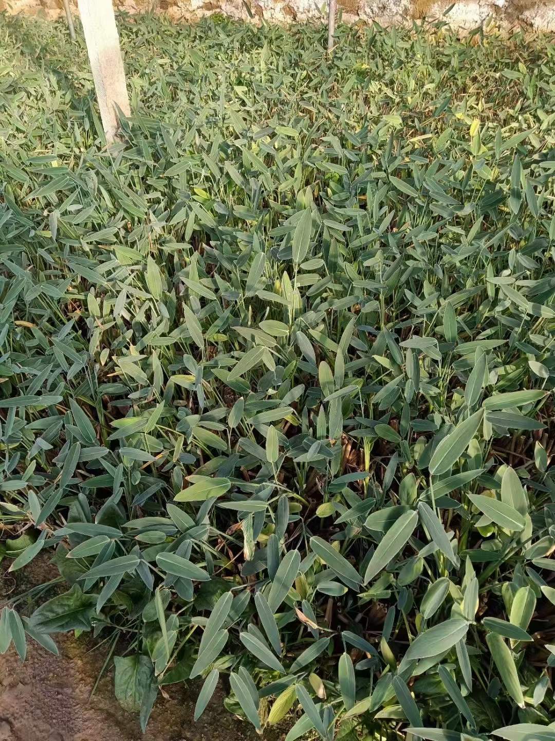 水生植物再力花袋苗盆栽容器苗