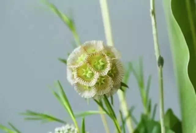 輪峰菊的形態(tài)特征、生長習(xí)性及種植方法