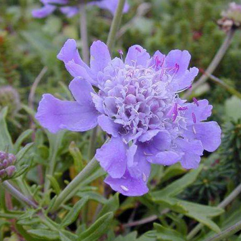 輪峰菊的形態(tài)特征、生長習(xí)性及種植方法