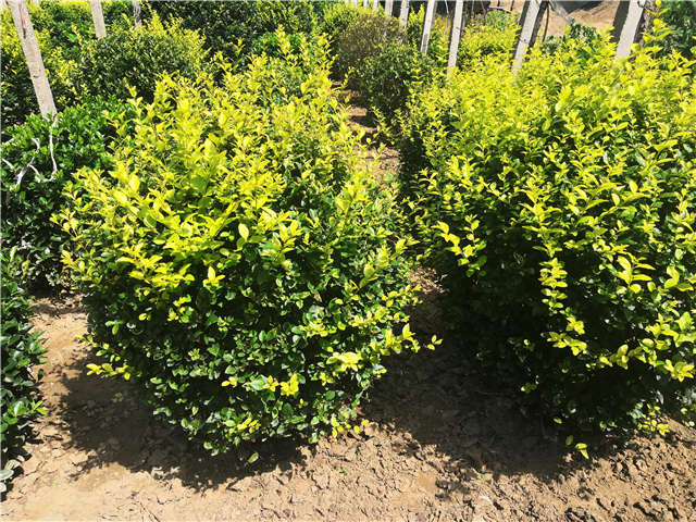 沭陽(yáng)長(zhǎng)景園林金葉女貞球種植基地實(shí)拍圖片 沭陽(yáng)長(zhǎng)景園林金葉女貞球種植基地實(shí)拍圖片