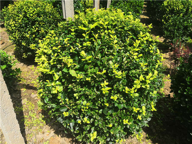 沭陽(yáng)長(zhǎng)景園林金葉女貞球種植基地實(shí)拍圖片 沭陽(yáng)長(zhǎng)景園林金葉女貞球種植基地實(shí)拍圖片