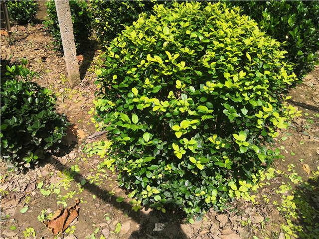 沭陽(yáng)長(zhǎng)景園林金葉女貞球種植基地實(shí)拍圖片 沭陽(yáng)長(zhǎng)景園林金葉女貞球種植基地實(shí)拍圖片